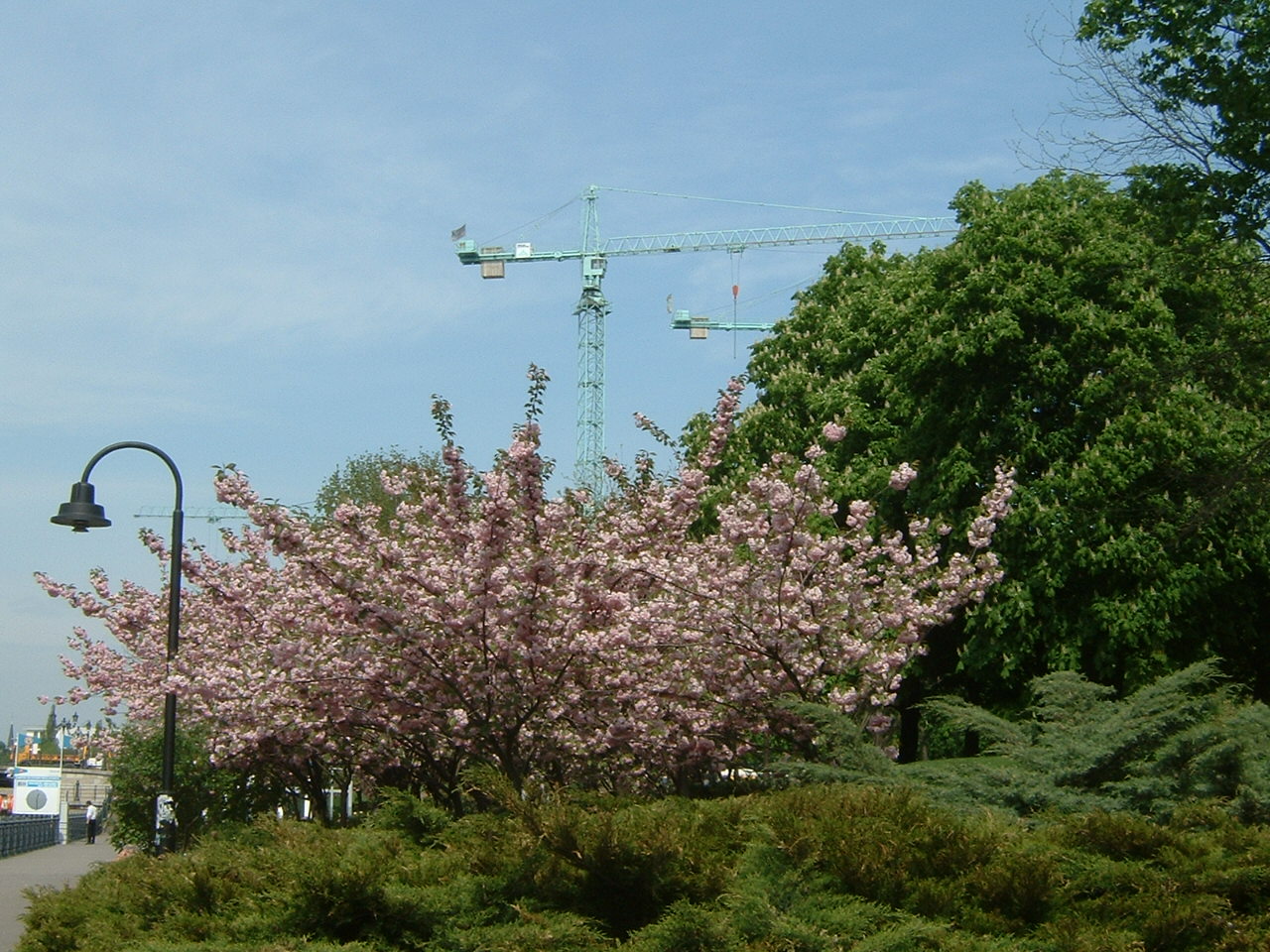 ベルリン大聖堂近くの桜